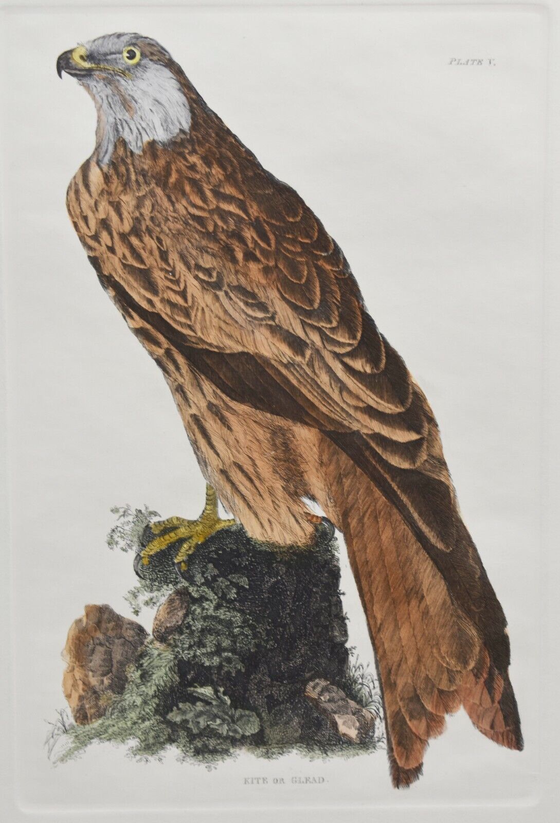 John Selby Hand Colored Engraving-RED KITE-BIRDS OF PREY-GLEAD Plate V 1821