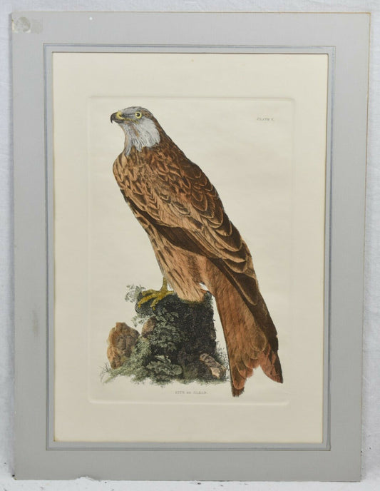 John Selby Hand Colored Engraving-RED KITE-BIRDS OF PREY-GLEAD Plate V 1821