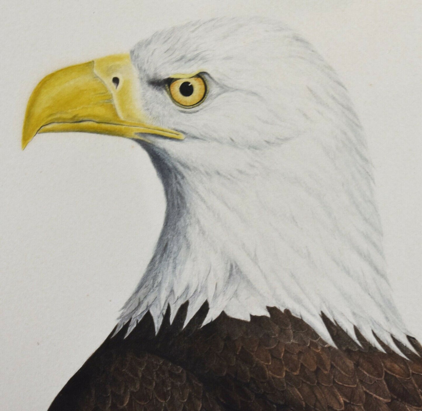 American Bald Eagle, Original Watercolor by Sally Lesesne S Carolina Artist