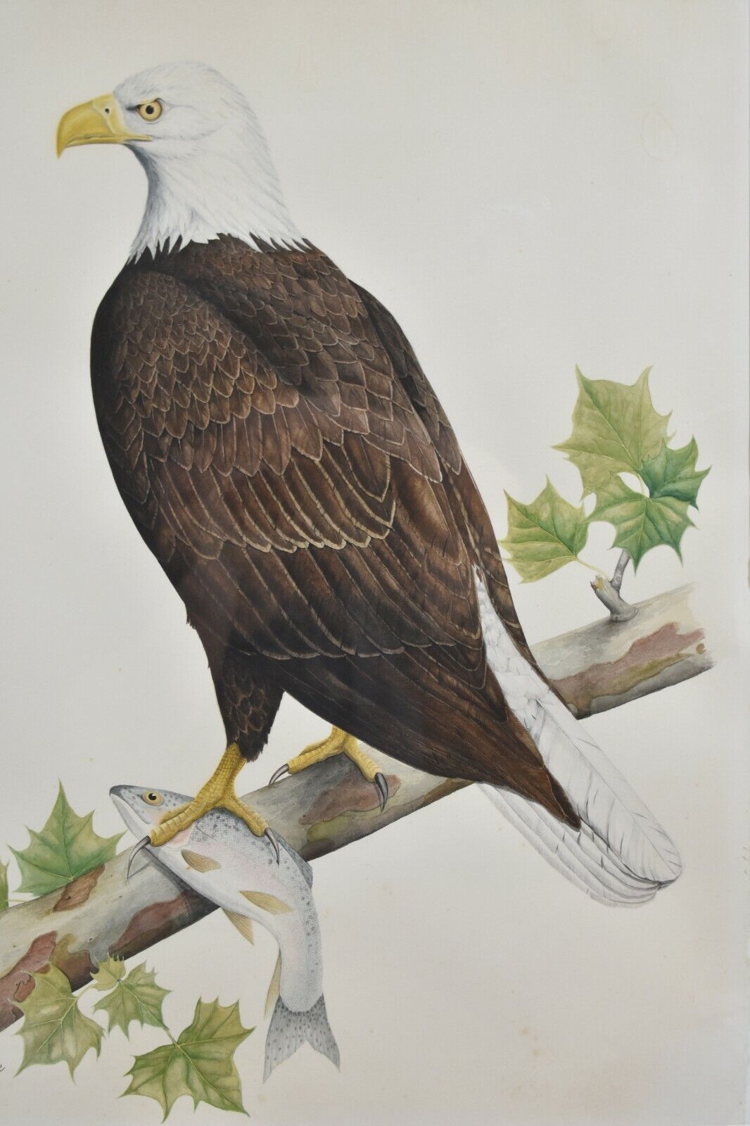 American Bald Eagle, Original Watercolor by Sally Lesesne S Carolina Artist